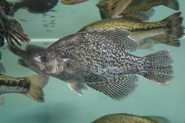 水族館の水槽の中のクラッピーフィッシュの美しいショット - animal fish tank aquatic beauty in nature ストックフォトと画像