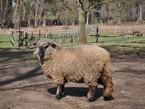 Das Shropshire-Schaf ist eine alte Hausschafrasse, die aus dem Gebiet von Shropshire (England) stammt. In Weihnachtsbaumkulturen werden Shropshire-Schafe zur Kulturenpflege eingesetzt. Reinrassige Shropshire-Schafe haben bewiesen, dass sie sowohl Nadelgehölzplantagen als auch Obstbaumkulturen zuverlässig beweiden, ohne die Triebe der Koniferen zu verbeißen oder die Rinde der Obstbäume zu schälen.