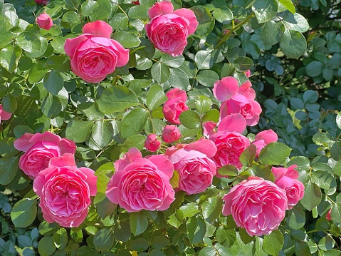 Amazing pink roses in garden.