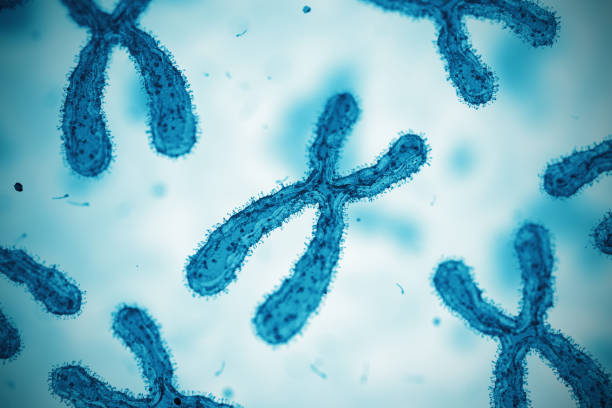 cromosoma. vetrino per microscopio - virus dna molecule molecular structure foto e immagini stock