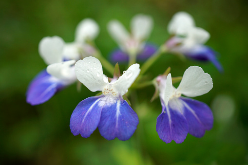 A selective focus shot of blue-eyed Mary wildflowers in Missouri with a blurred background