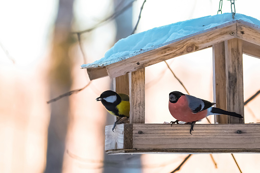 Feeding birds in winter. Cute garden birds Great Tit and Bullfinch eating nutritious seeds from homemade wooden feeder.