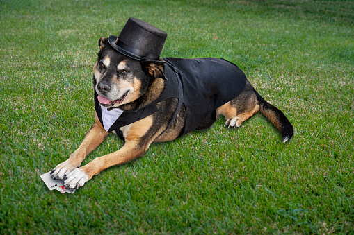 Head shot photograph of a cute purebred Jack Russell Terrier wearing a black top hat and tie against a white background; dog is looking squarely at camera; copy space 