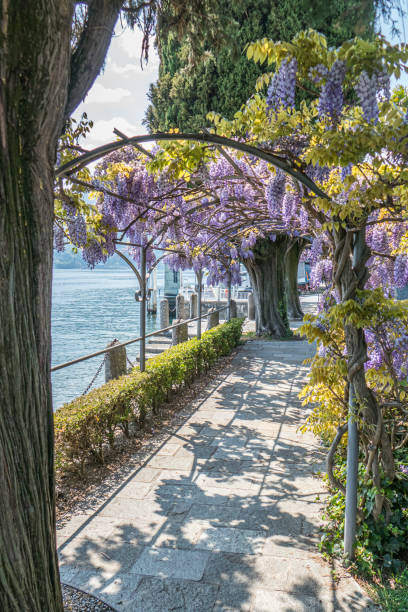 Beautiful wisteria tunnel in the lakeside of Cadenabbia stock photo