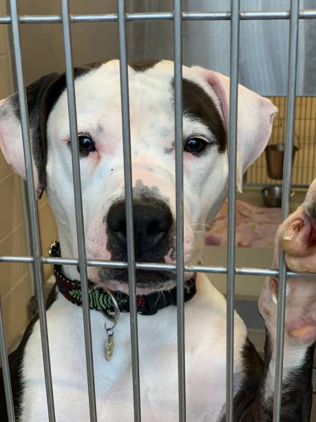 istock Shelter dog looking out 1438993294