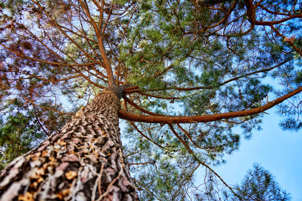 Low Angle View Of Pine Tree Against Sky, Natural Backgrounds.