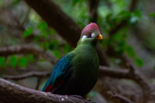 istock Cute green turaco bird perched on the branch 1438997681