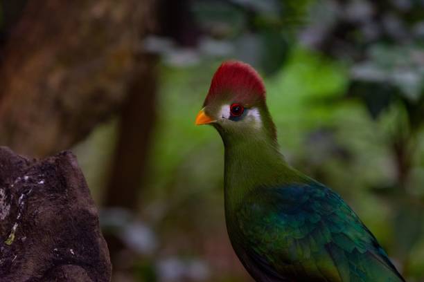 istock Cute green turaco bird perched on the branch 1438997682
