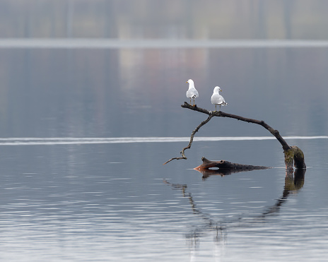 A closeup shot of two white gulls standing on a piece of wood in the water with a blurred background