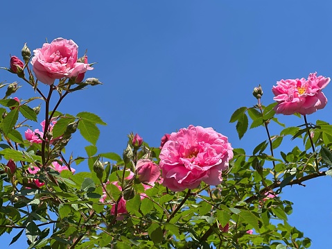 Beautiful pink rose bush against blue sky.
