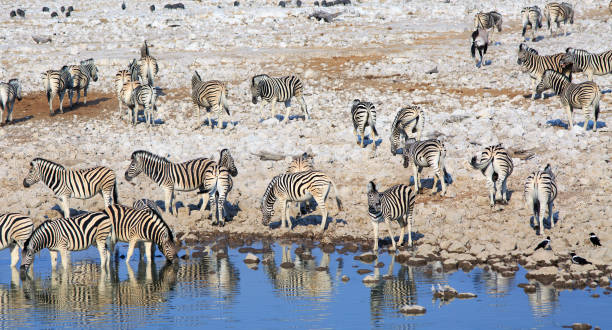 istock Zebras drinking with lovely reflection in bright blue water 1438998945