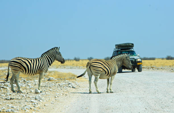 istock Zebra crossing - with safari vehicle in the background 1438998965
