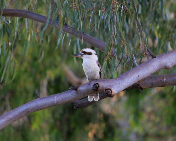 istock Closeup shot fo the Kookaburra bird perched on a tree branch 1438998994