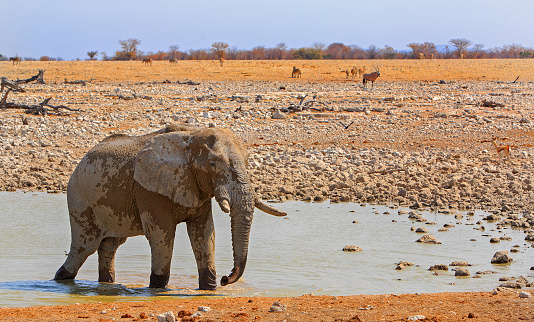 View from Camp in Okaukeujo - a vibrant waterhole where animals come to quench their thirst including elephants and many antelope