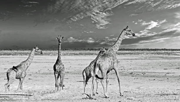 istock Giraffe's and cloudscape in Mono 1438999059