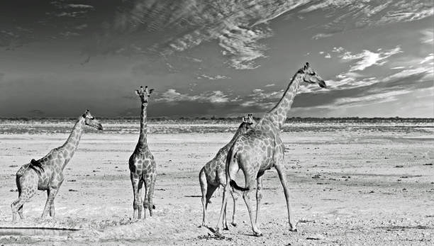 Giraffe's and cloudscape in Mono stock photo