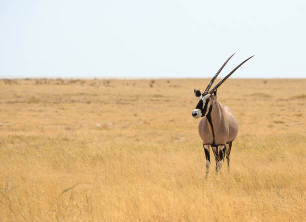Beautiful Isolated Gemsbok Oryx standing on the dry yellow Grass in Etosha National Park, Namibia
