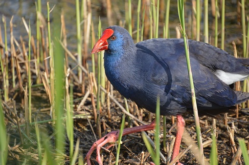 A colorful blue bird with red beak in the pond during daytime, Pukeko (Swamphen)