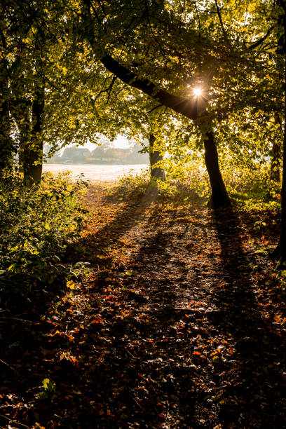 Buckinghamshire, November 2022. Trees and woodland in the early morning Autumn sunshine