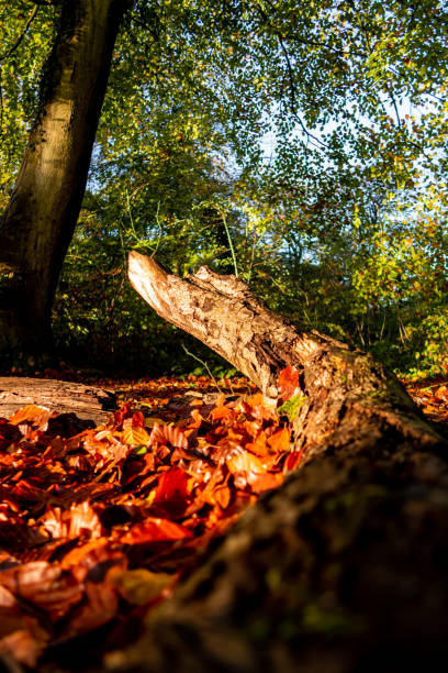 istock Fallen log surrounded by orange leaves, Autumn UK 1439000423