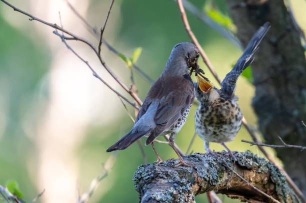 istock Closeup shot of two birds playing with each other while sitting on a tree branch 1439001282