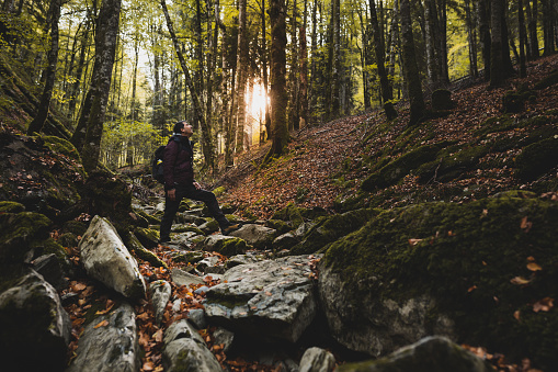 Adventurer man looking at beech tree while hiking through the forest in Autumn.  Active lifestyle concept.