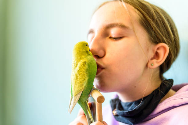istock Loving my Cute Budgie 1439001533