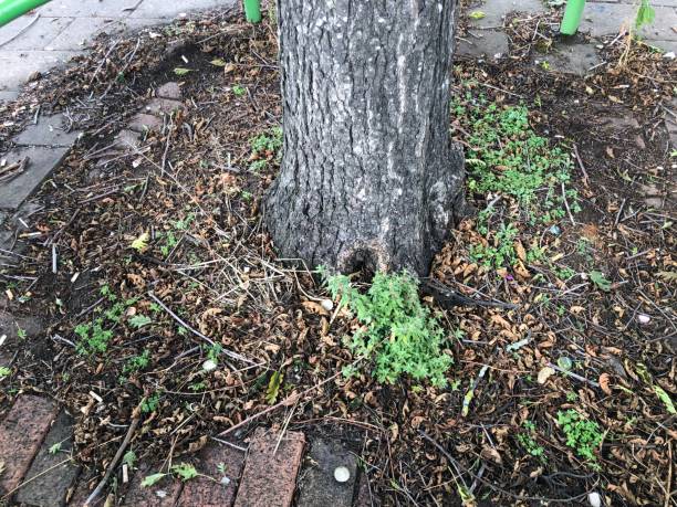 istock Cut Leaved Alder - Base of trunk & ground litter 1439002258