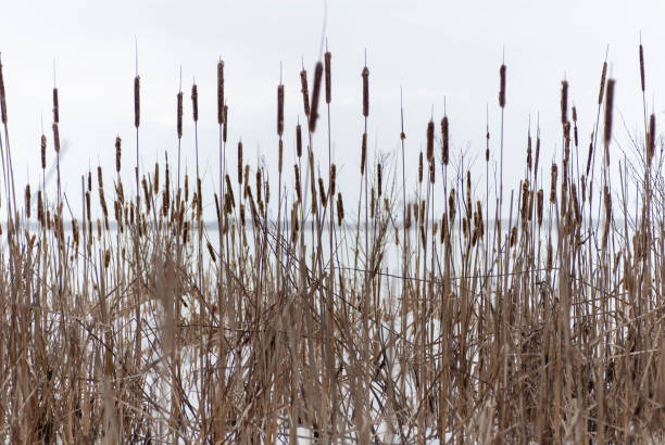 A dry common cattail plant during winter with a blurred background