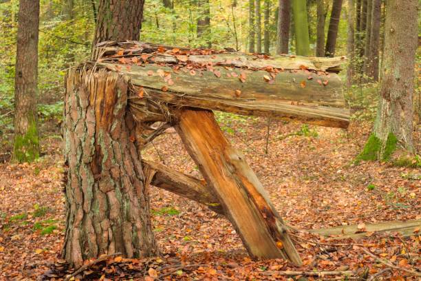 The view of a broken tree in the woods on an autumn day