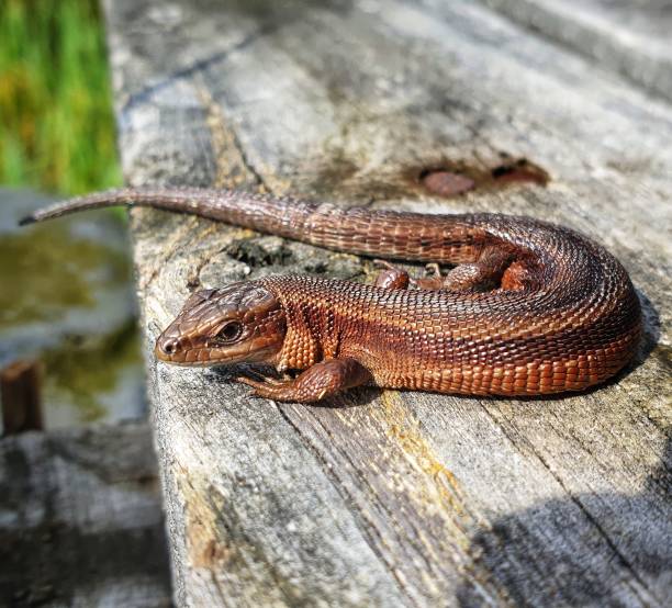 istock Closeup shot of a brown alligator lizard 1439003809