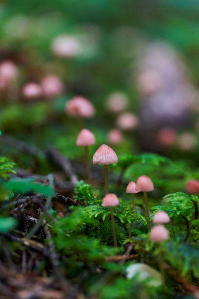istock Parasite mushrooms closeup 1439004229