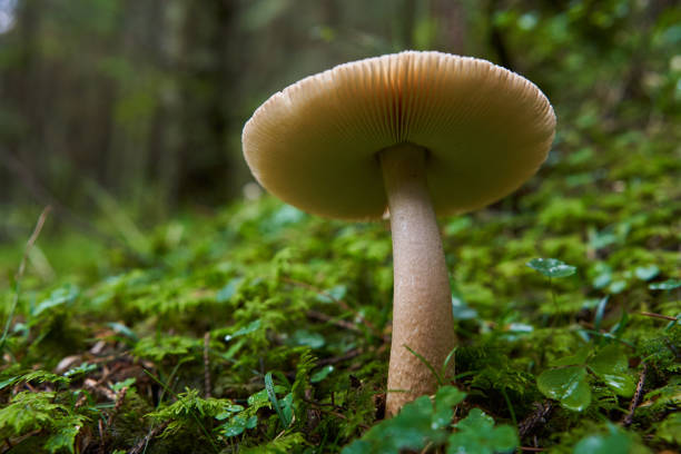 istock Parasite mushrooms closeup 1439004311