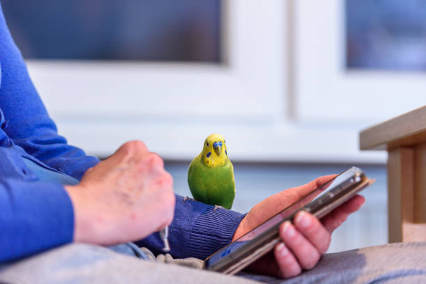 Little Budgie Likes to Participate in a Telephone Conversation Little Budgie Likes to Participate in a Telephone Conversation exotic pets stock pictures, royalty-free photos & images