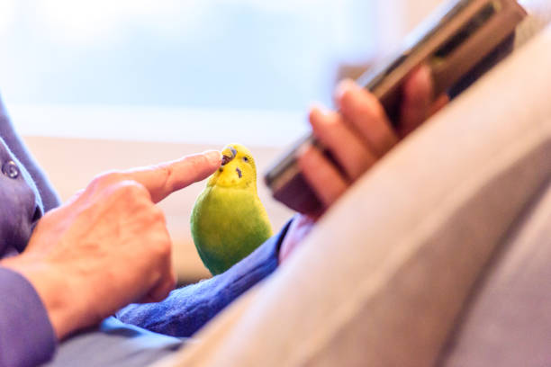 Little Budgie Likes to Participate in a Telephone Conversation Little Budgie Likes to Participate in a Telephone Conversation green parakeet stock pictures, royalty-free photos & images