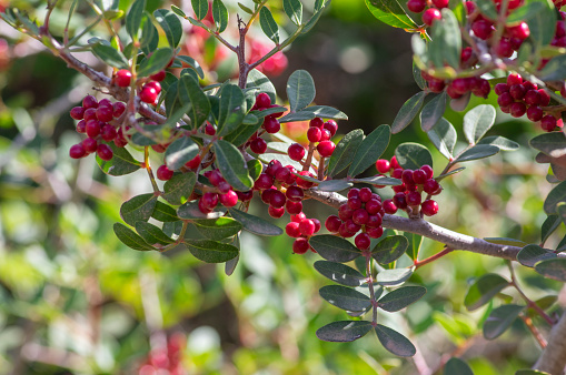 Pistacia lentiscus lentisk or mastic shrub red ripened bright fruits and green leaves on branche, evergreen bush