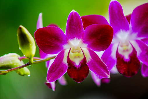 The natural texture of pink phalaenopsis orchids is close-up and copy space