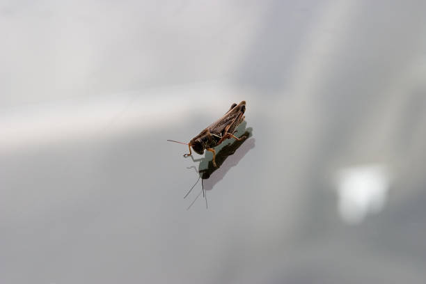 istock Closeup shot of a grasshopper reflecting on a windshield 1439007693