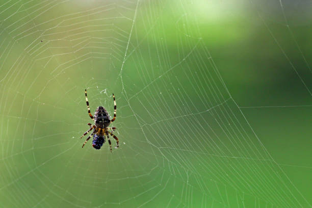 istock Closeup shot of a spider on a spider web with a blurred background 1439007880