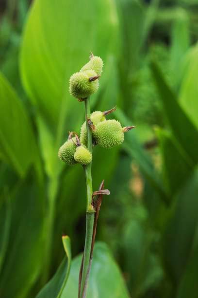 istock Spiked tropical flower blossom before blooming 1439008643