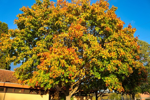Spitz-Ahornbaum, Acer platanoides \