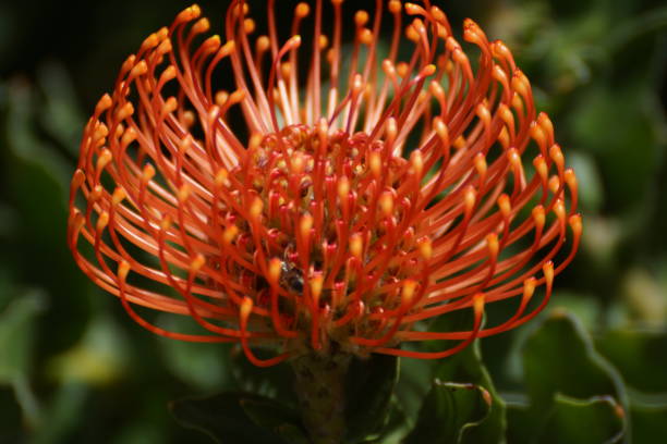 istock Honey Bee Hovering over Pin Cushion Flower 1439014971