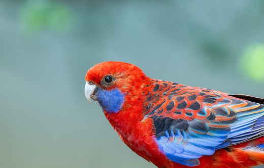 Horizontal closeup view of two beautiful vibrant wild Rainbow Lorikeets perched on a railing in a suburban backyard on the south coast of NSW