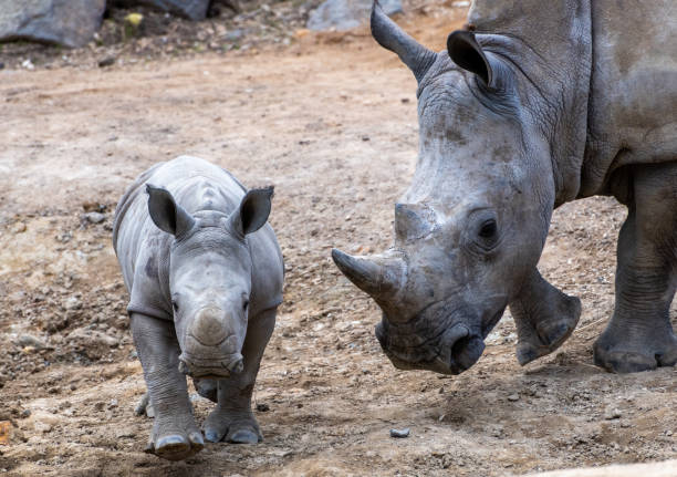 istock southern white rhinos (Ceratotherium simum simum) 1439015386