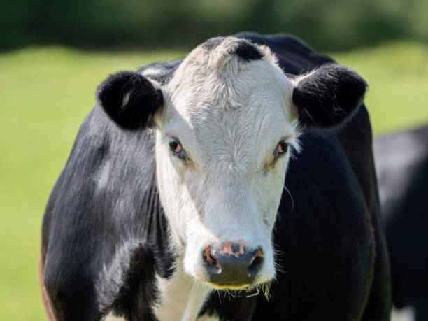 Cow in the farm
