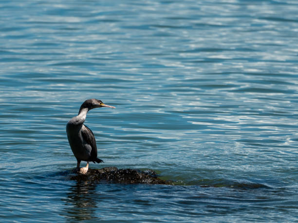 istock New Zealand Cormorant 1439015642