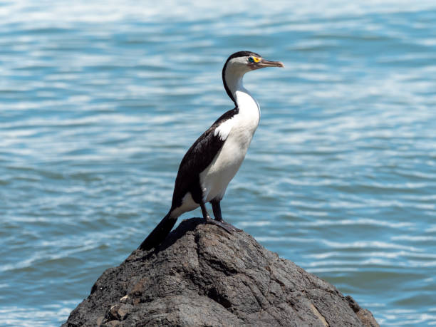 cormorán de nueva zelanda - cormorán moñudo fotografías e imágenes de stock