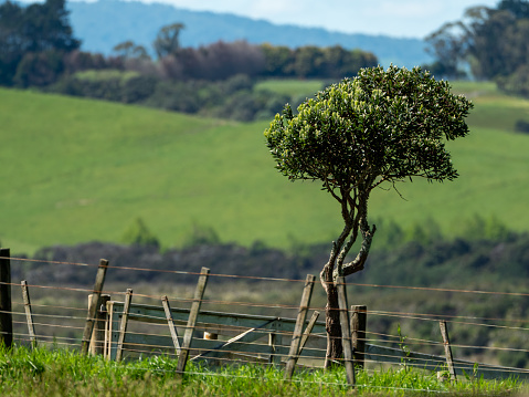 Rural scene with tree and blurry background in Northern Auckland