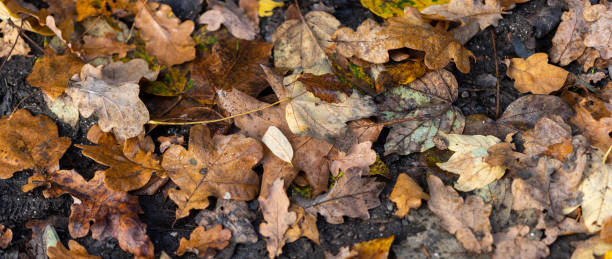 Free Stock Photo of A close up of leaves on the ground | Download Free ...