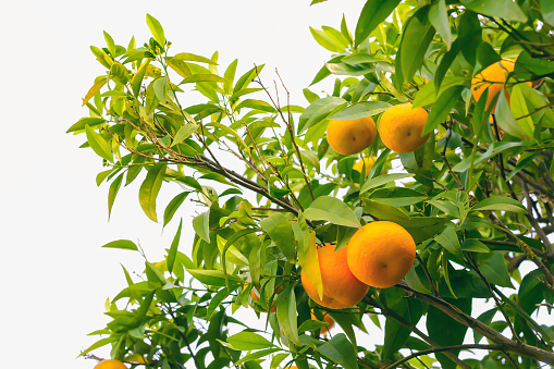 Autumn harvest of citrus fruits in the orchard